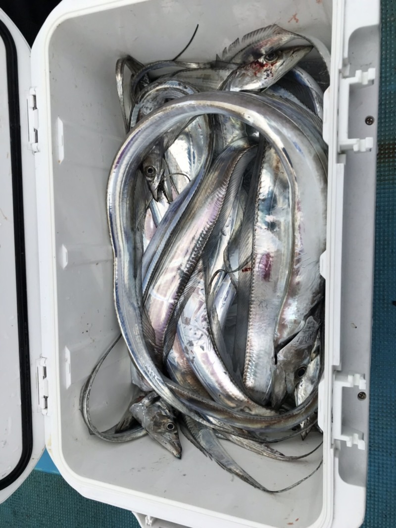 大阪湾 タチウオジギング!