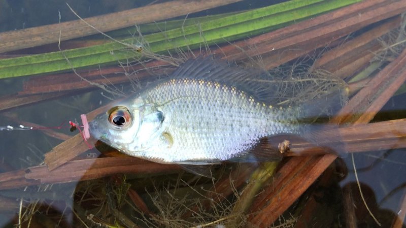 癒しの淡水小物釣り3