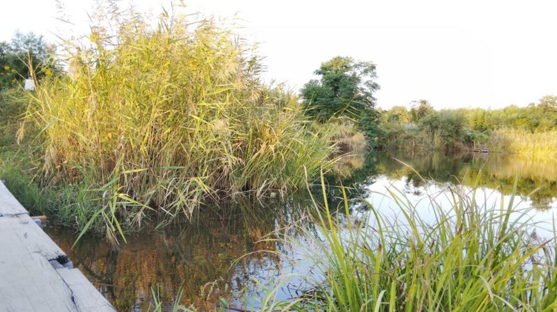 癒しの淡水小物釣り3