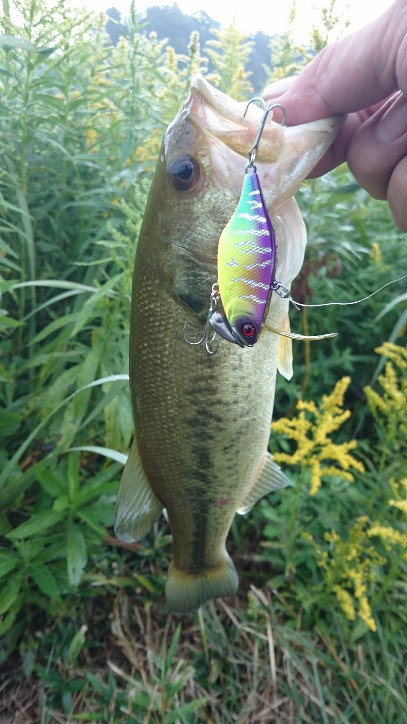 淡路島 秋のバス釣行