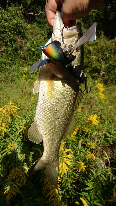淡路島 秋のバス釣行