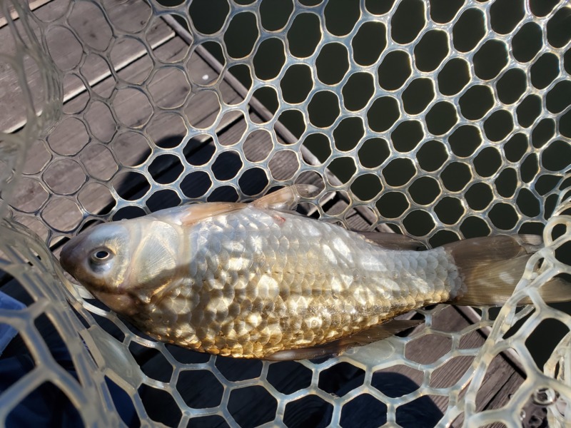 ニジマスを釣りに...