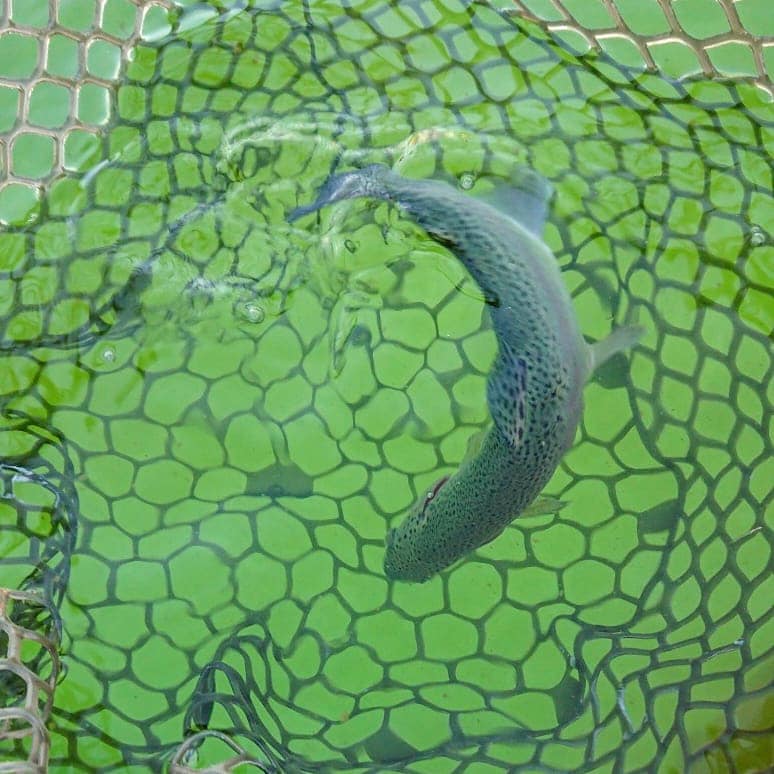 エリアトラウト☆