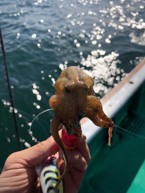 秋ダコがやみつきに。。。