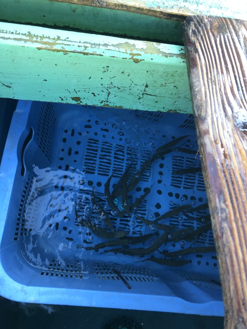 ヒラメ狙いのノマセ釣り!