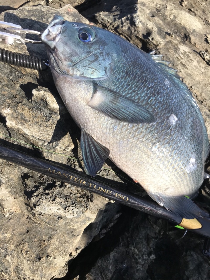 シーズン真っ盛りの寒グレ!!