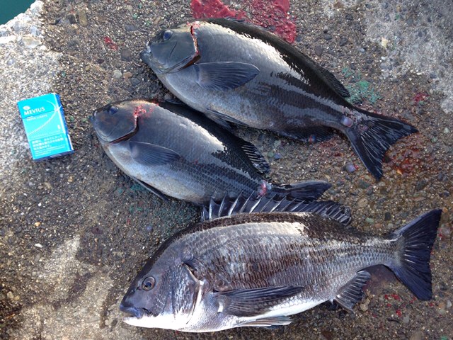 「三重県錦」フカセ|グレ・チヌ釣果/坂口渡船