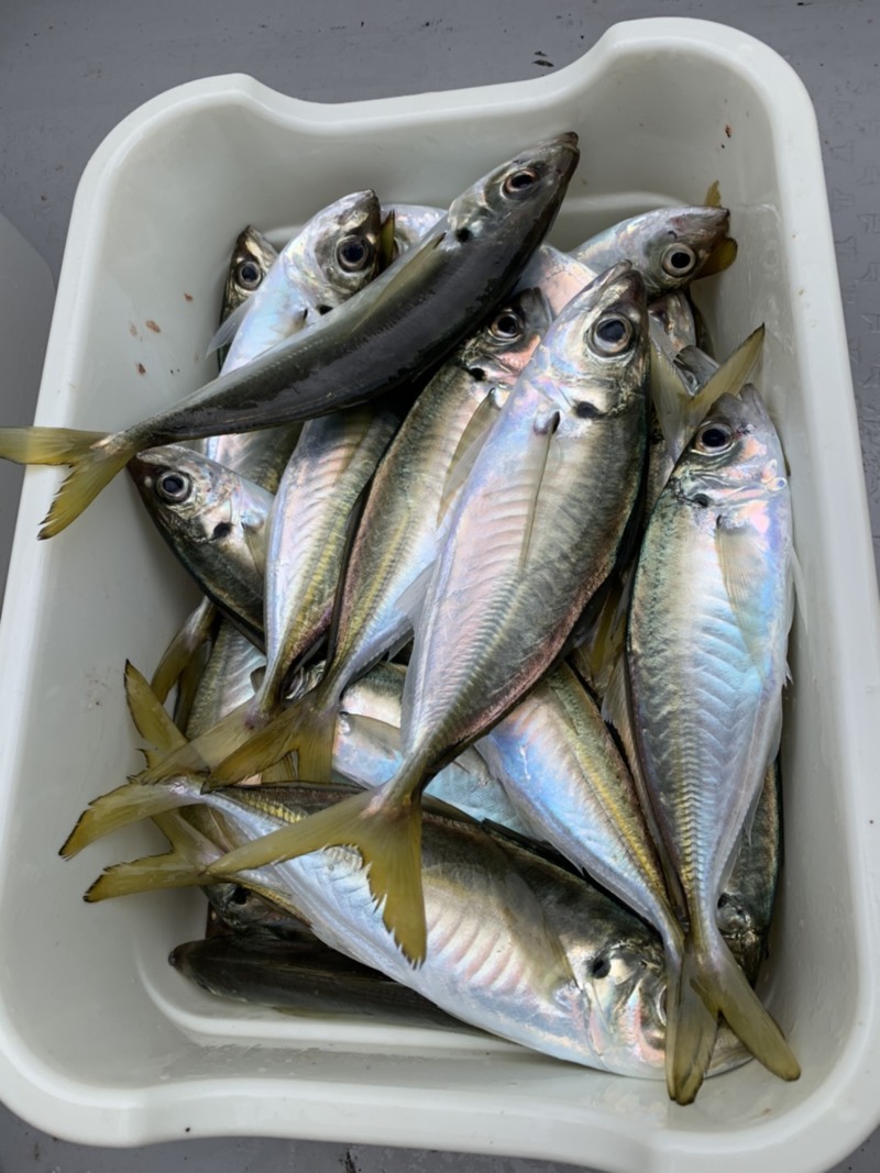 小浜 湾内マアジ釣り