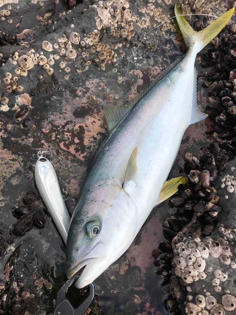 対馬ロックショア