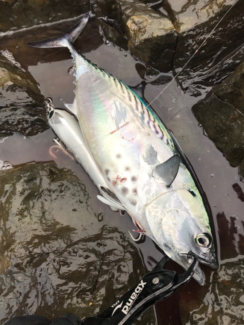 対馬ロックショア