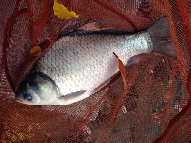 「兵庫県」新雨堤釣池センターで新雨堤のヘラブナ釣果情報