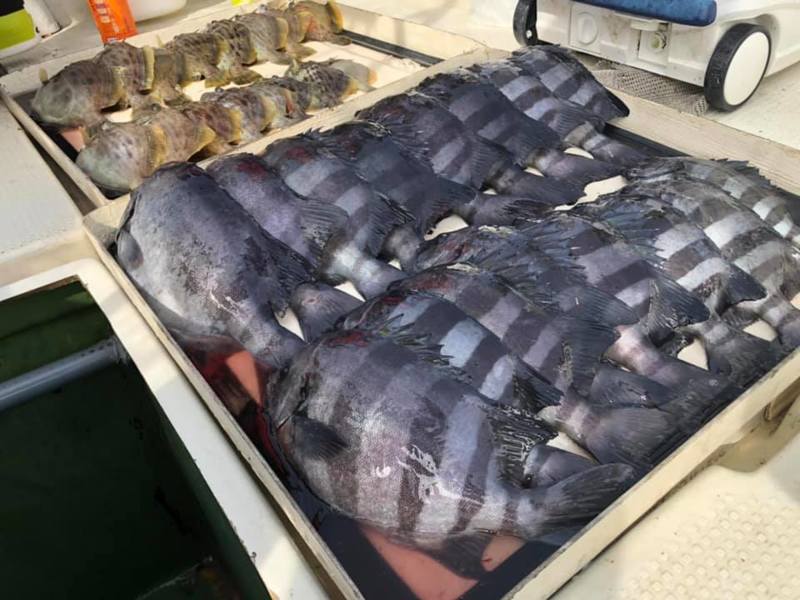 沼島サンバソウ釣り