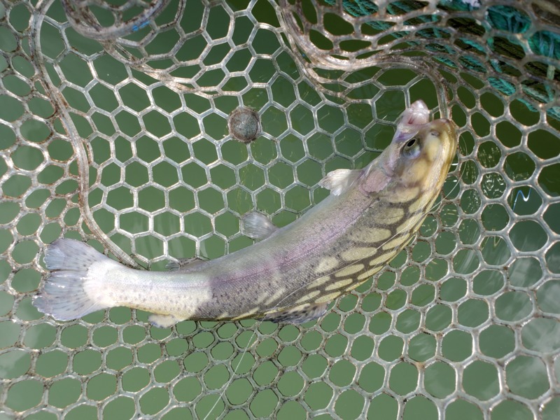 嵐山 トラウトフィッシング