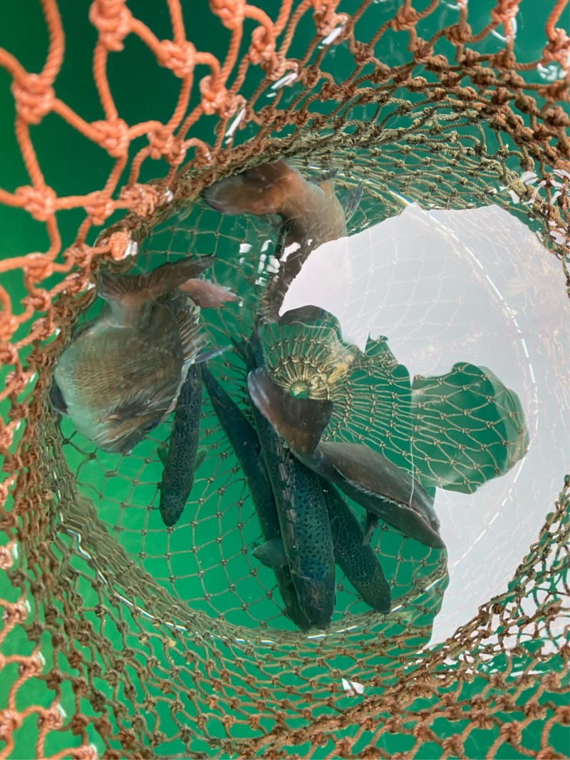 プレゼントの誘惑