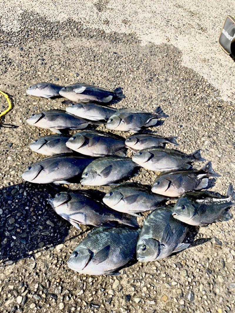 シーズン終盤!串本のグレ釣行!