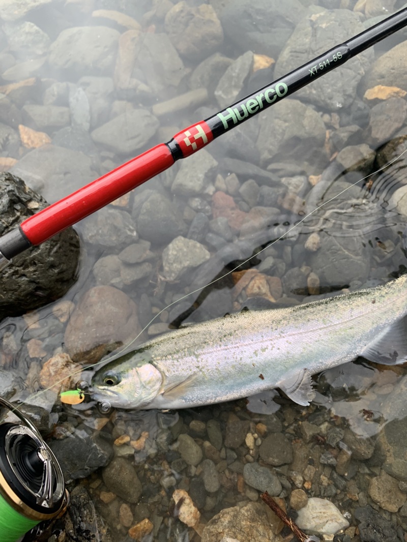 芥川 トラウト釣行