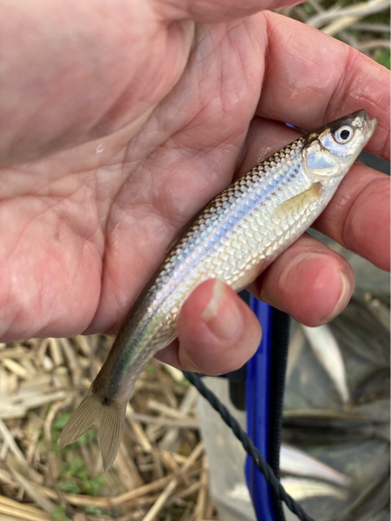 琵琶湖本モロコNO1