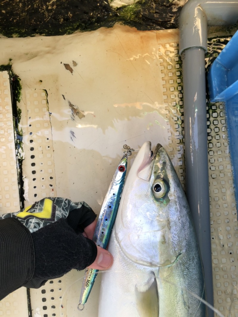 明石ジギング・タコ