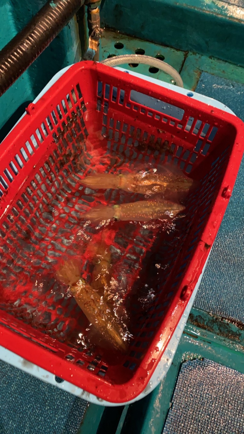 7/29 和歌山イカメタル釣行