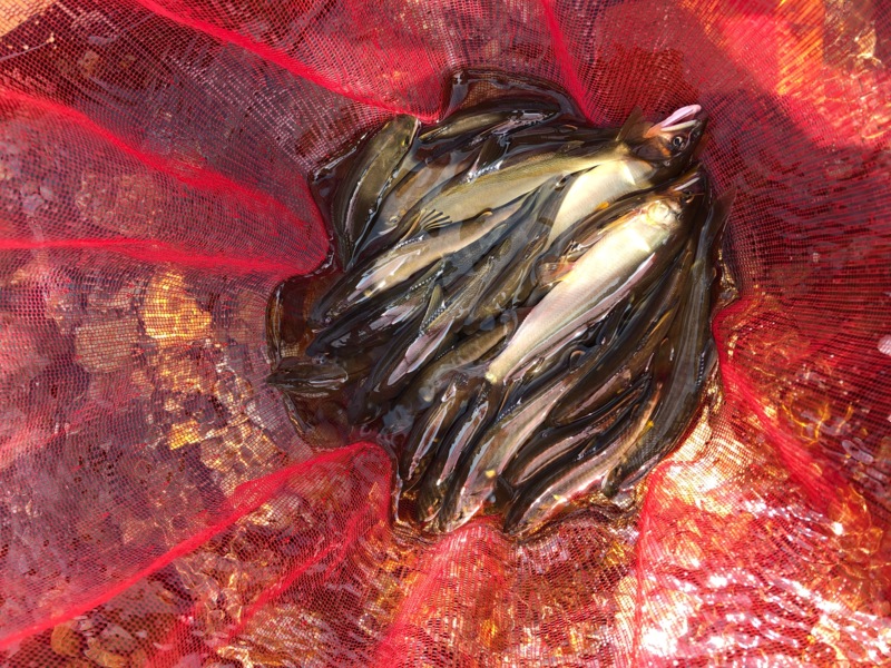 安曇川ライトスタイル友釣り釣行