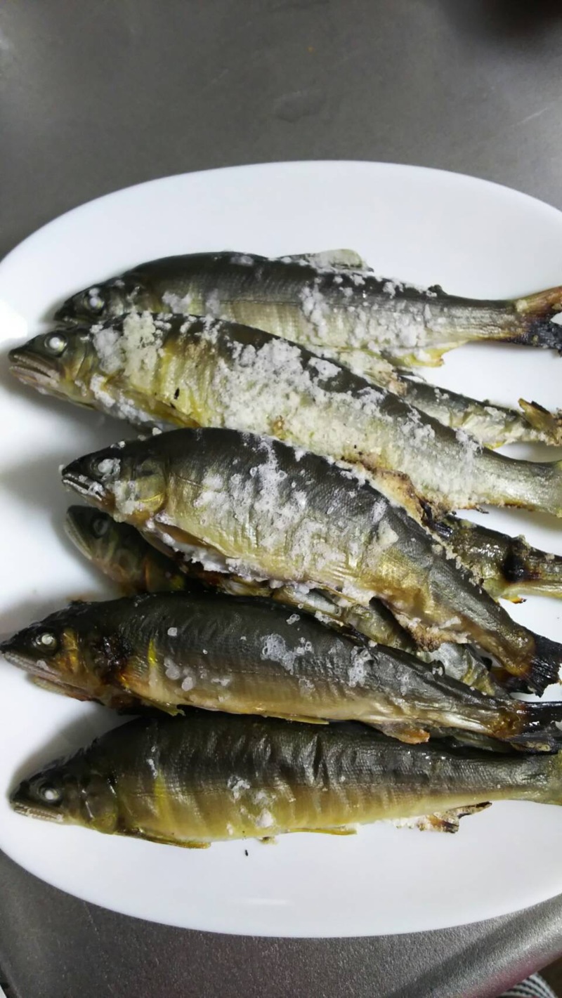 安曇川ライトスタイル友釣り釣行