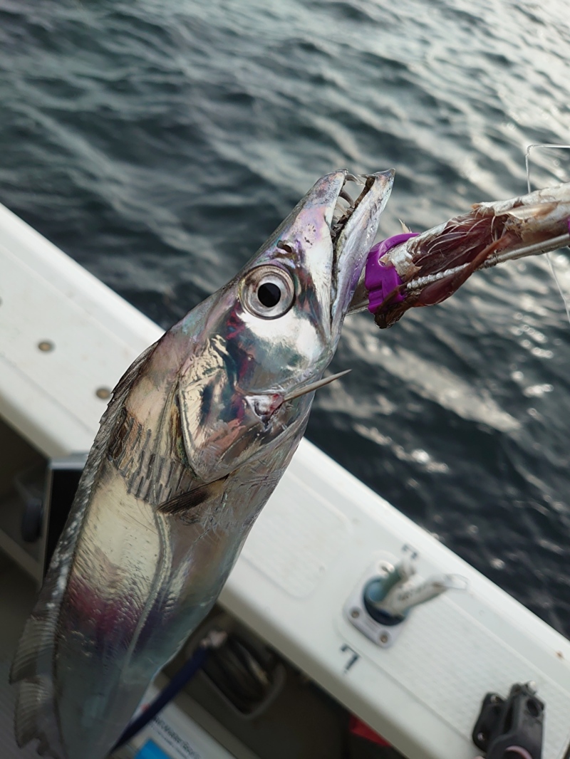 船タチウオドラゴン狙いで!