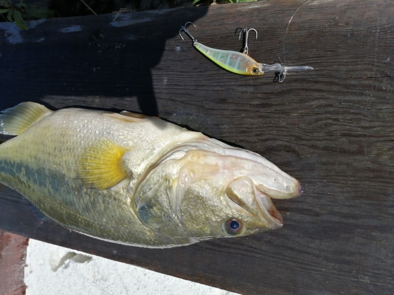 放流後の水藻で癒しDAY