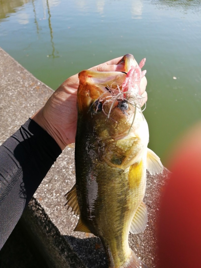 放流後の水藻で癒しDAY