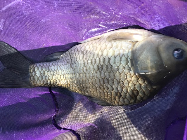 自然の中でへら釣りを満喫!