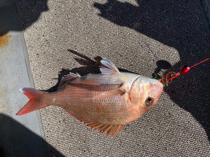 台風後タイラバ!