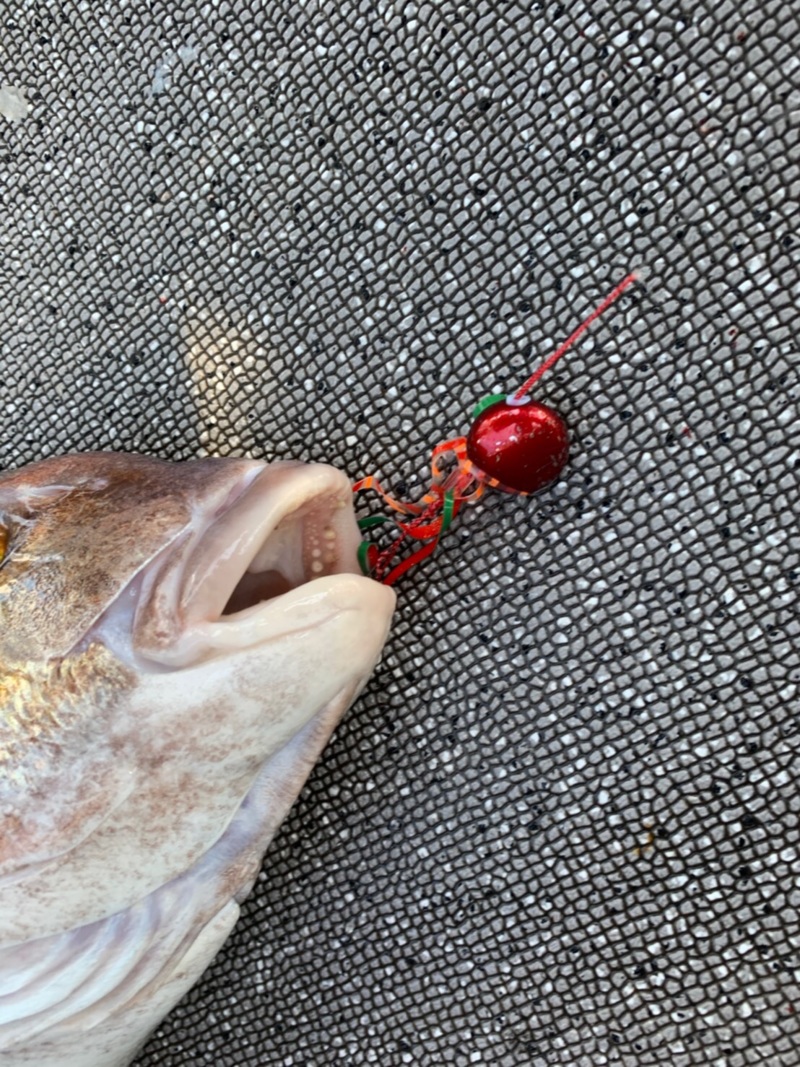 台風後タイラバ!