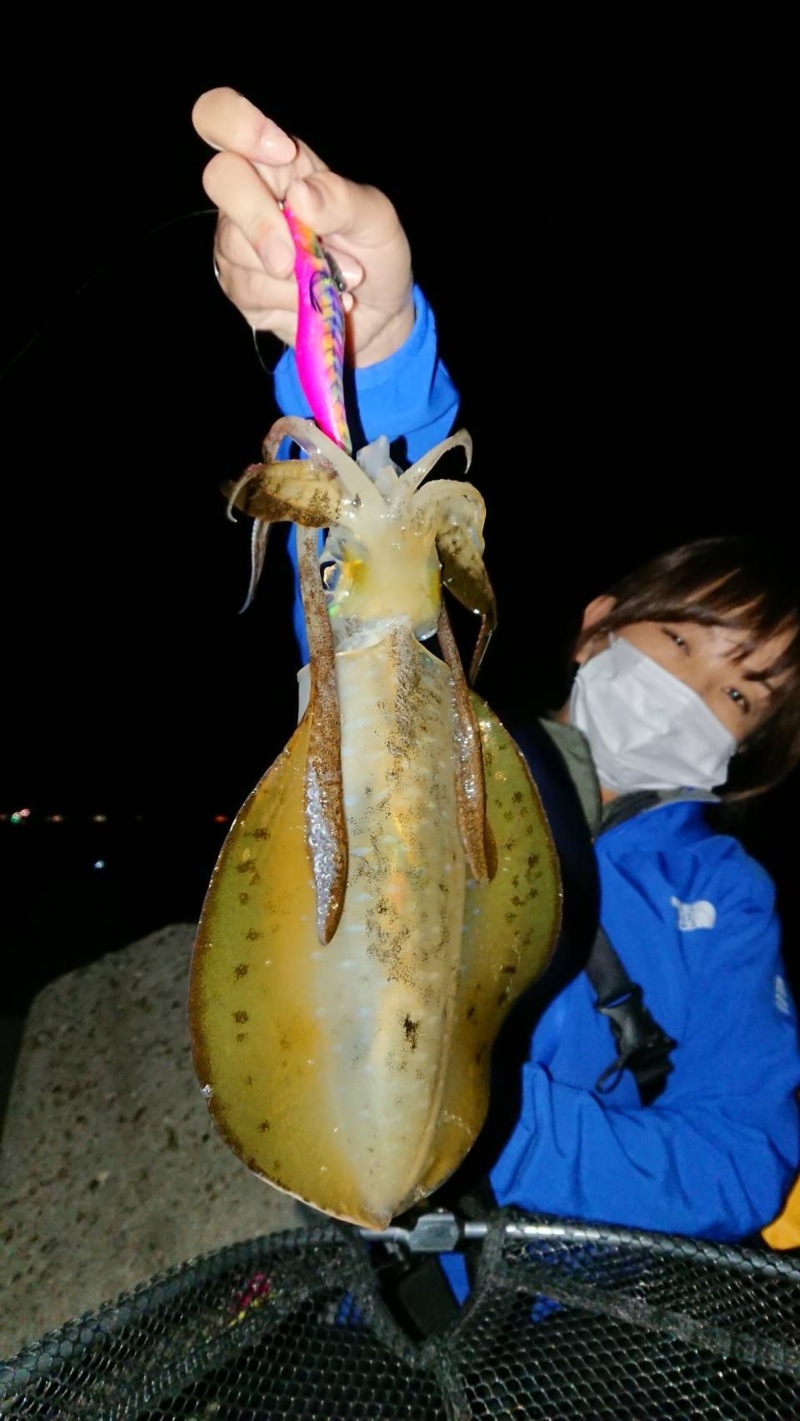 兵庫県淡路島のエギングでアオリイカ釣果