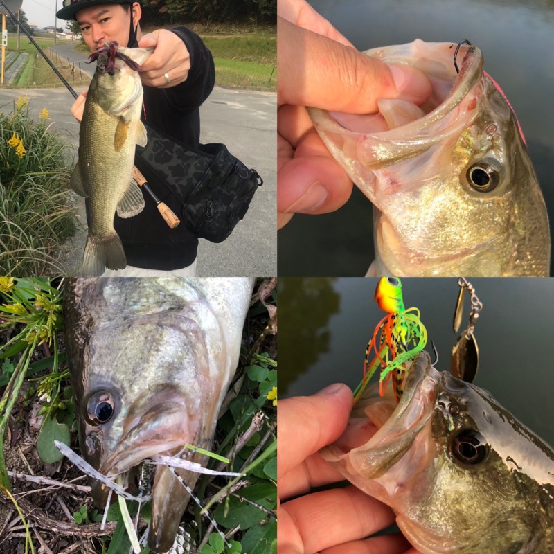 兵庫県淡路島のバス釣りでブラックバス釣果
