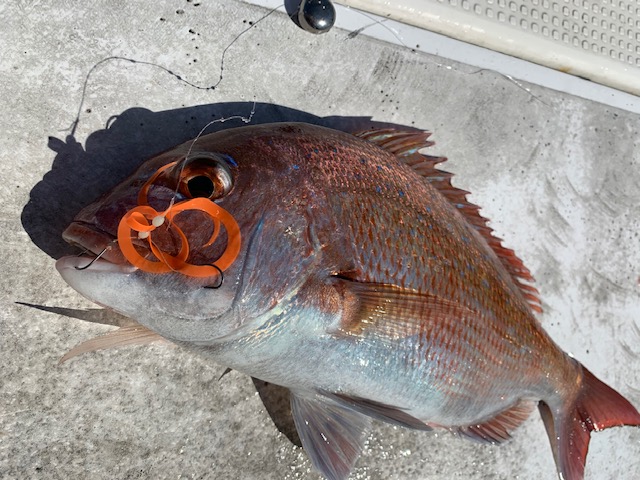 兵庫県明石市海豚の船釣りでマダイ釣果