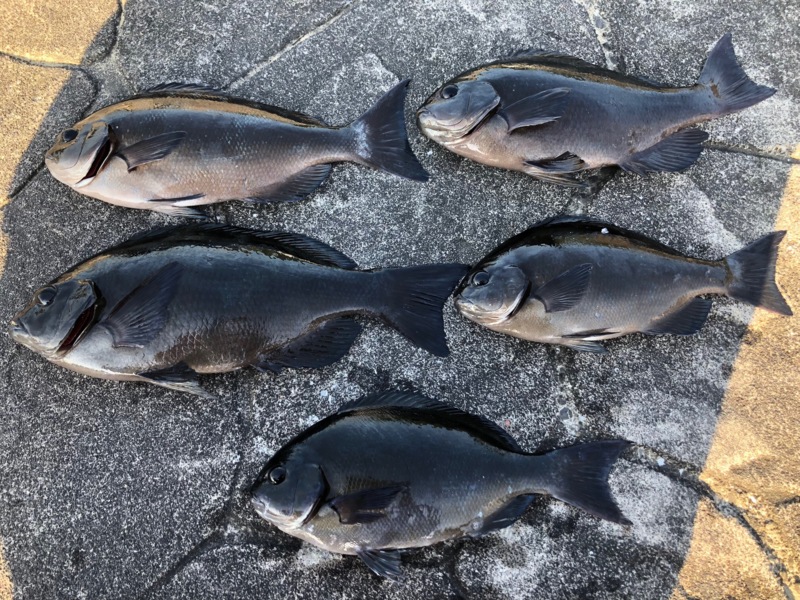 和歌山県すさみ町岩元渡船の磯でグレ釣果