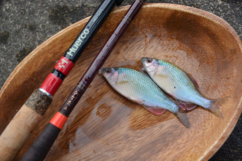 京都府伏見港公園のエサ釣りで淡水小物釣果