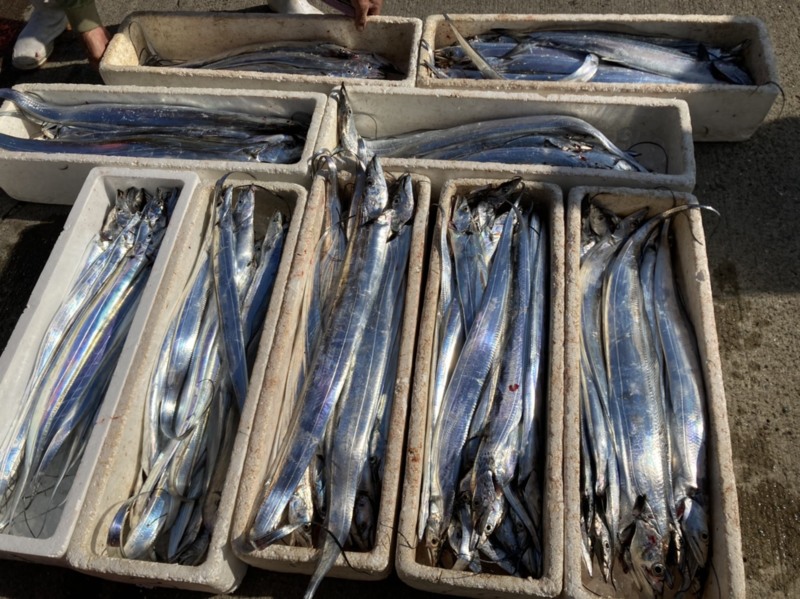 大阪府樽井長安丸の船釣りでタチウオ・サゴシ釣果