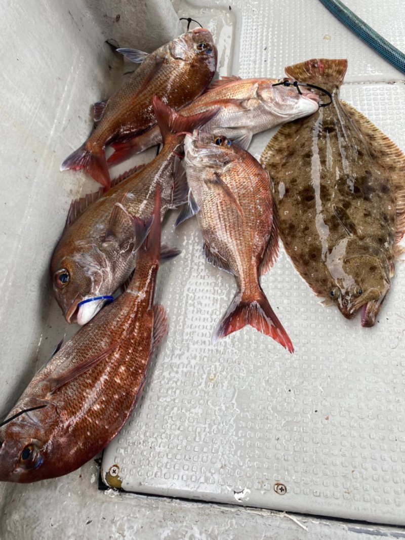 香川県高松市遊漁Gokuの船釣りでタイ・ヒラメ・タチウオ釣果