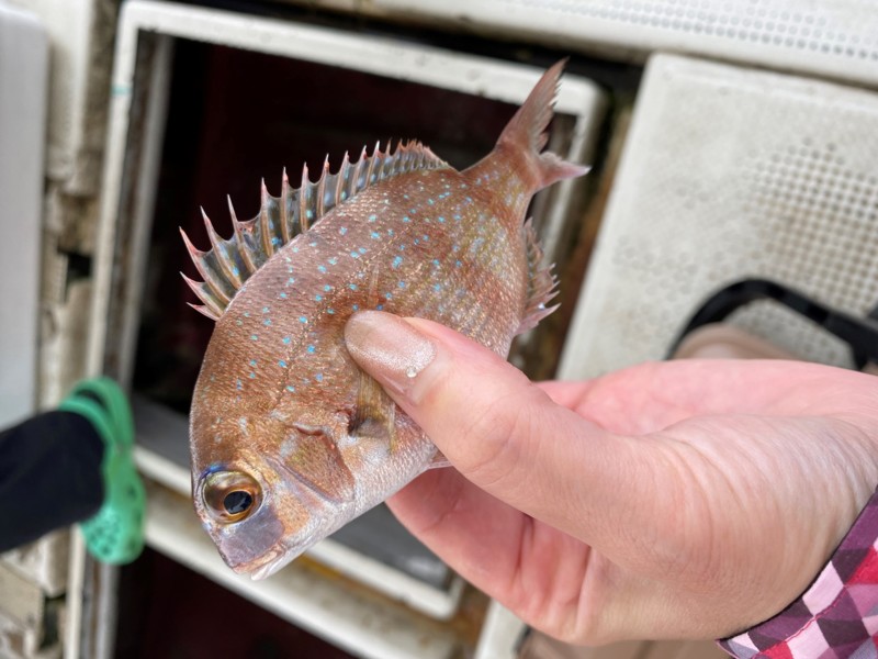 兵庫県明石市の船釣りでハマチ釣果