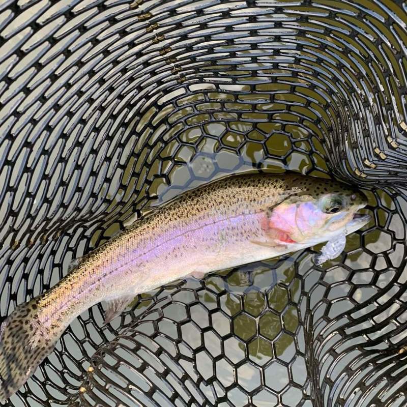 京都府南丹市通天湖のボートトラウトでレインボートラウト釣果