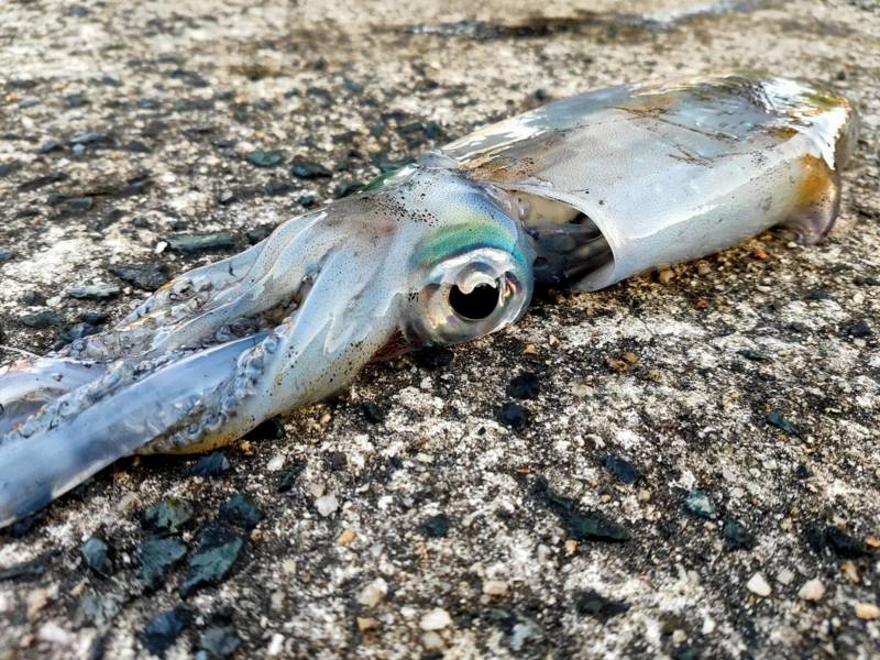 京都府宮津養老漁港のエギングでアオリイカ釣果