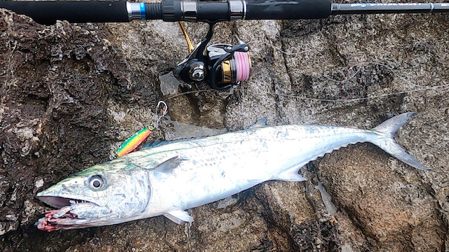 兵庫県但馬前田渡船のショアジギングでヒラマサ・サゴシ釣果
