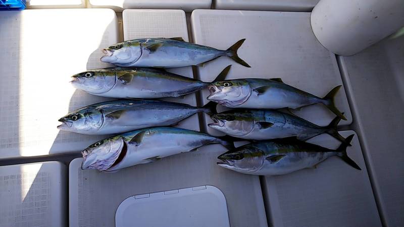 兵庫県明石市TOMMYの船釣りでメジロ・ハマチ釣果