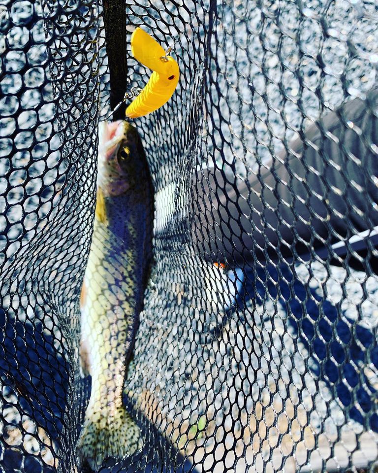 京都府なごみの湖の管理釣り場でトラウト釣果