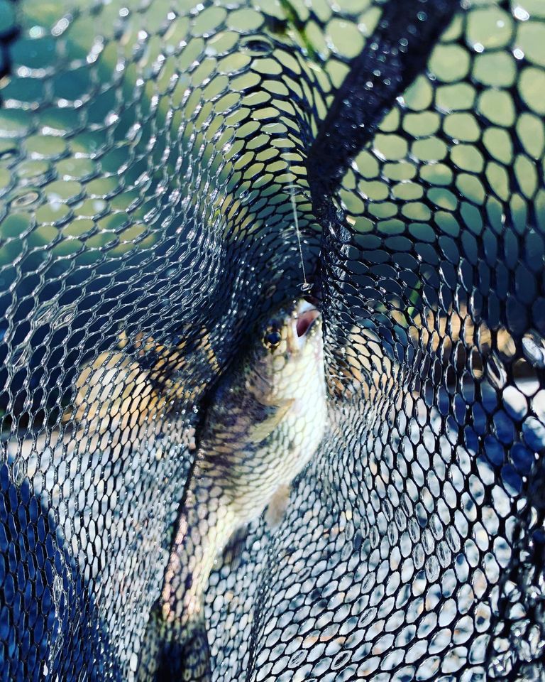 京都府なごみの湖の管理釣り場でトラウト釣果