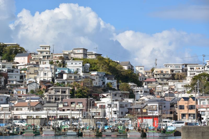 和歌山県のエサ釣りでアイゴ釣果