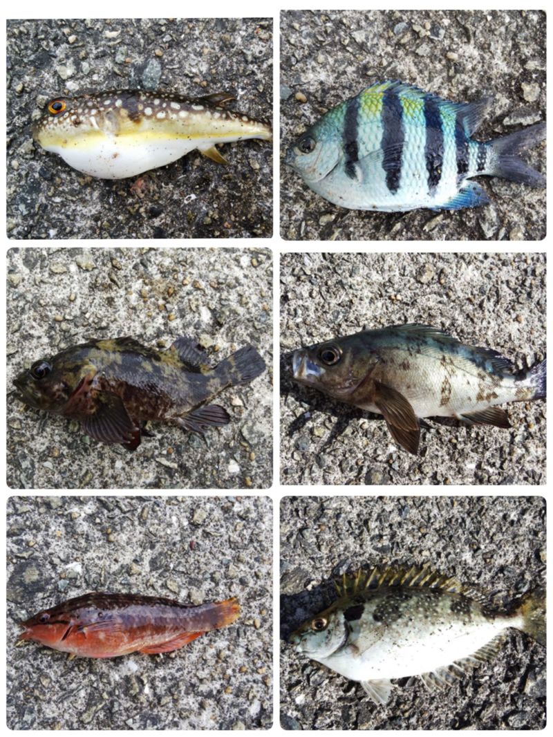 和歌山県のエサ釣りでアイゴ釣果