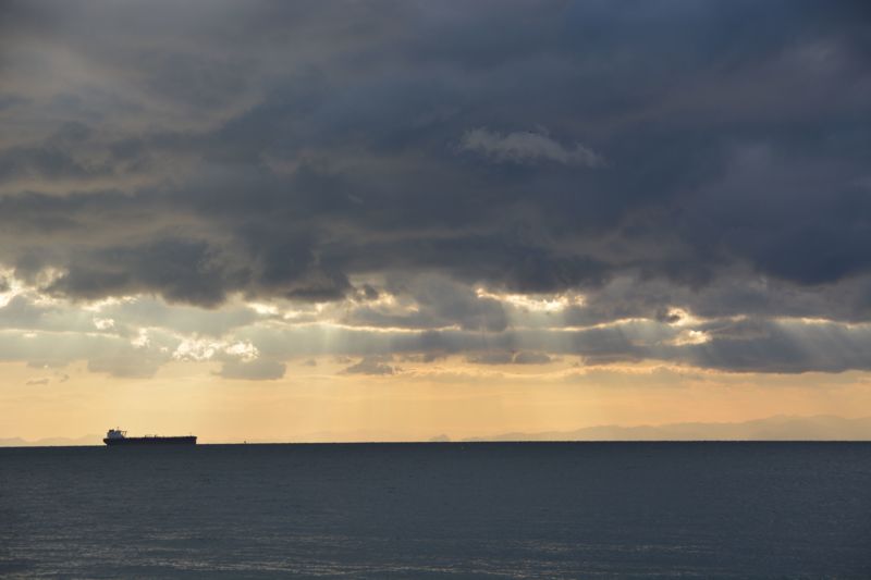 和歌山県のエサ釣りでアイゴ釣果