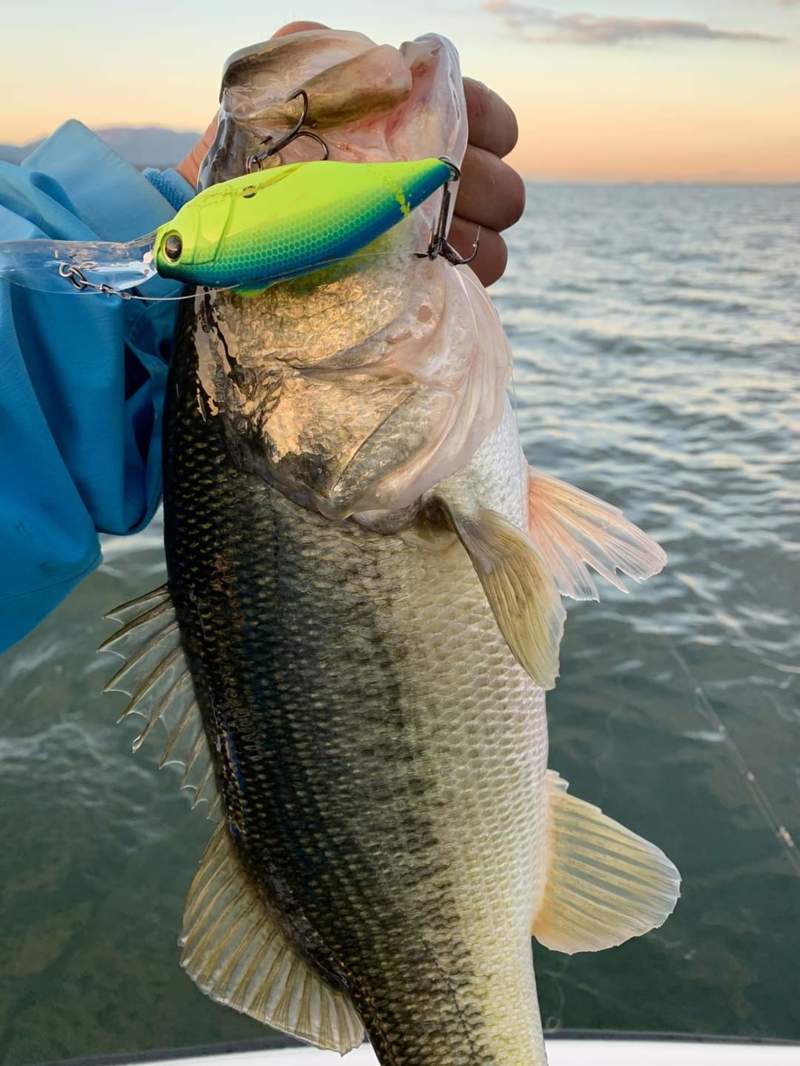 滋賀県琵琶湖のバスフィッシングでブラックバス釣果