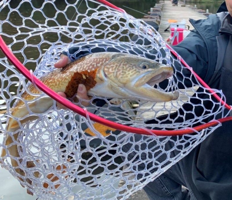 三重県のフィッシングサンクチュアリでニジマス・イワナ釣果